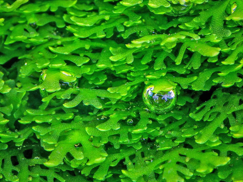 Preview: Korallenmoos - Riccardia chamedryfolia in vitro